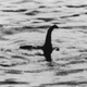 Illustration for article titled That Time Lloyds of London Insured The Loch Ness Monster